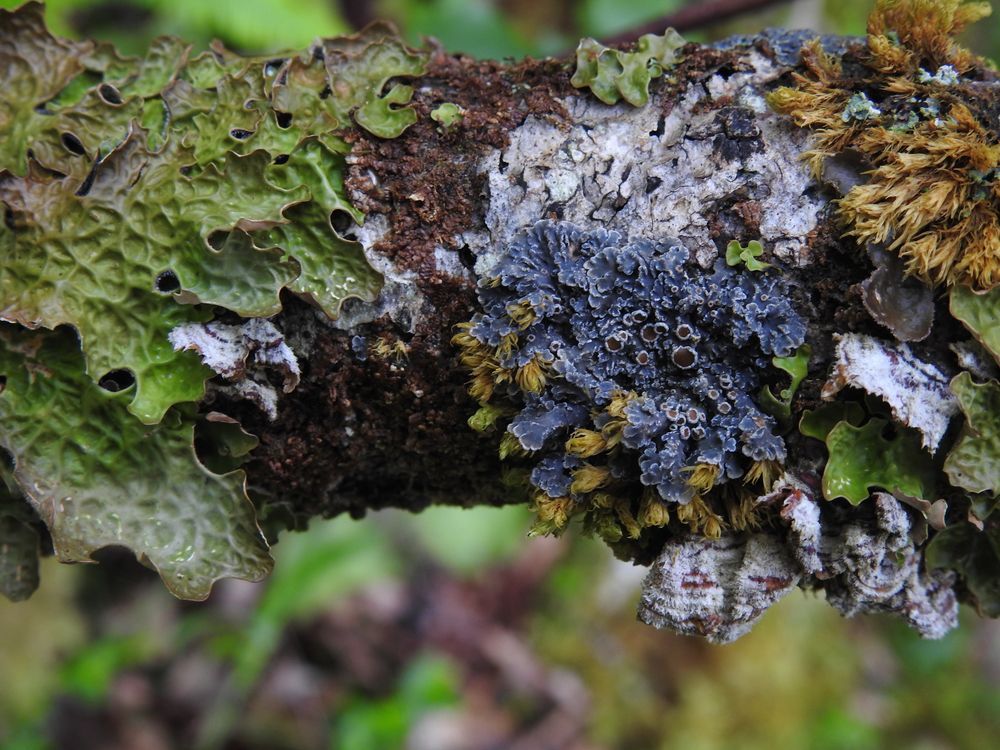 A mix of different lichens, mosses and liverworts of different colours on a tree branch