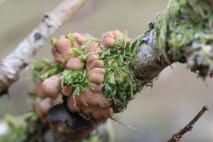 A light brown fungus growing among lichens and liverworts