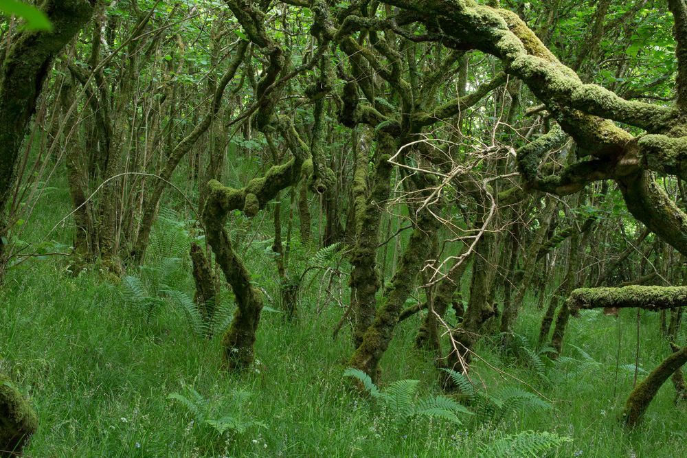 A dark wood with twisted, ancient trees growing out of grass and ferns, the narrow trunks covered in green mosses. 