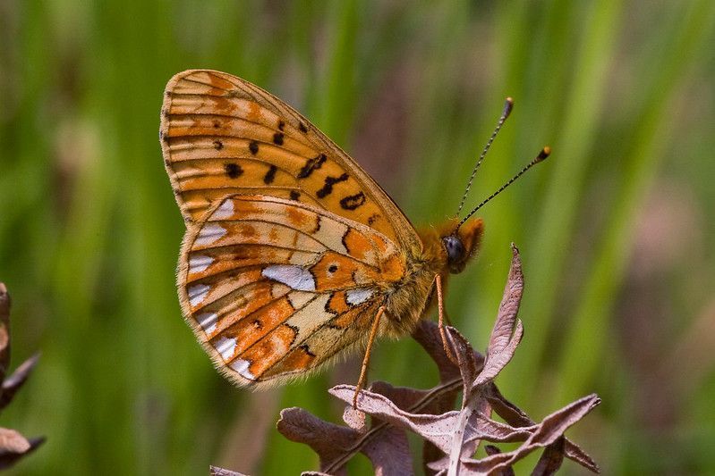 An orange butterfly with white markings sitting a dead leaf
