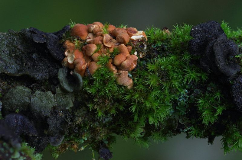 A light brown lumpy fungus growing among lichens and mosses
