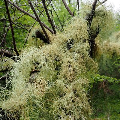 A green coral lichen trailing down from a tree