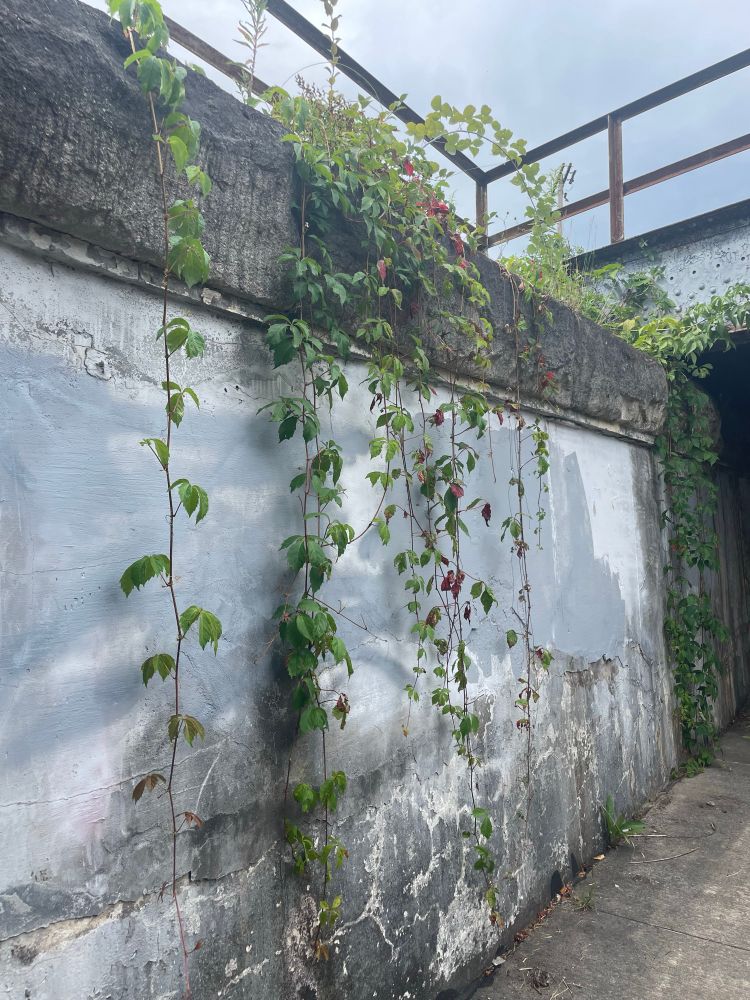 vines going down a concrete wall 