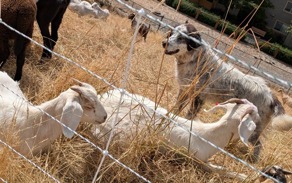 A very good dog managing some very good landscaping goats 