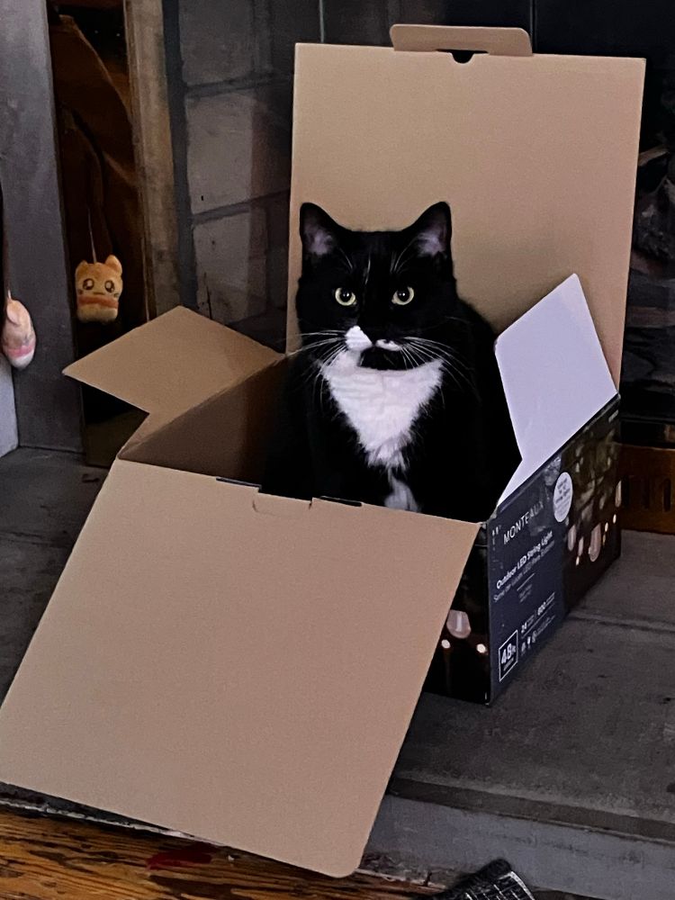 A tuxedo cat inside of an open cardboard box 