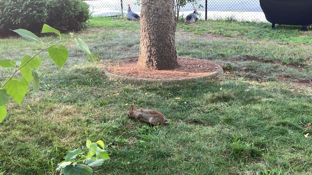 An outdoor photo of a grass yard with a tree centered In the background, flanking, the tree are two turkeys at rest In the foreground, a rabbit eats some greens