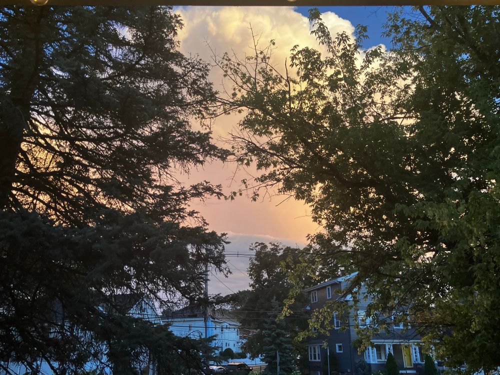 An outdoor photo of trees, one deciduous and one a conifer, framing an apricot-colored sky with clouds
