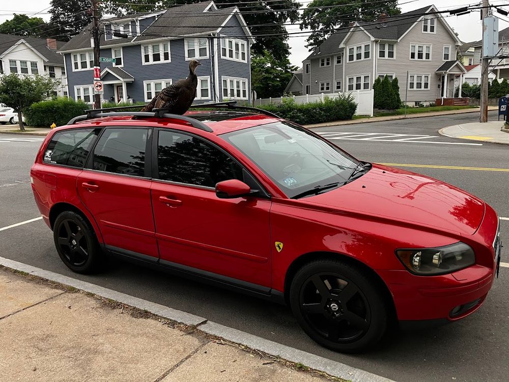 A photo of a street and a red wagon car, a Volvo, is center. There are two houses in the background across the street behind the car. On top of the red Vo0lvo wagon is a large female turkey, preening herself.