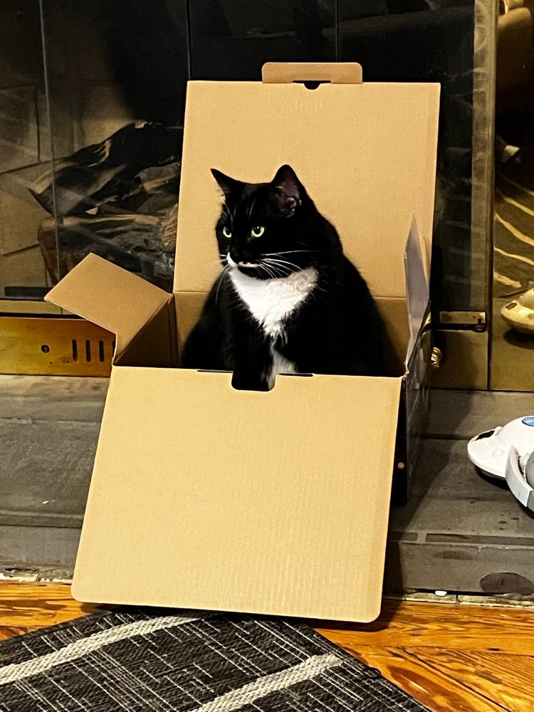 A photo of a tuxedo cat sitting inside of a cardboard box just in front of a fireplace 