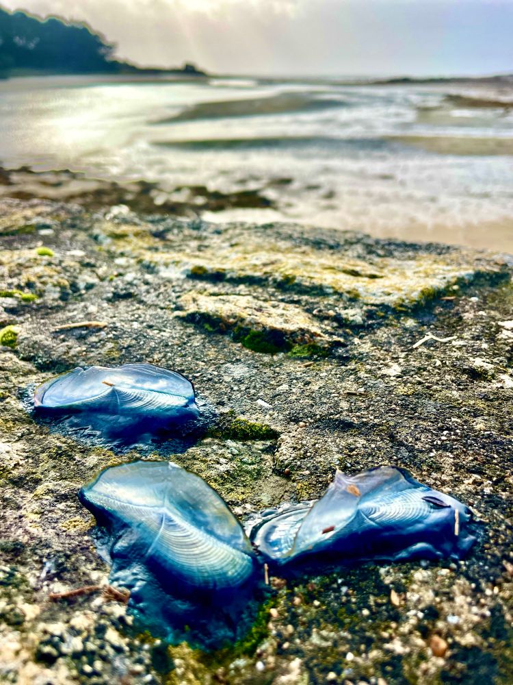 Des petits mollusques aquatiques bleus du nom de vélleles sur une plage