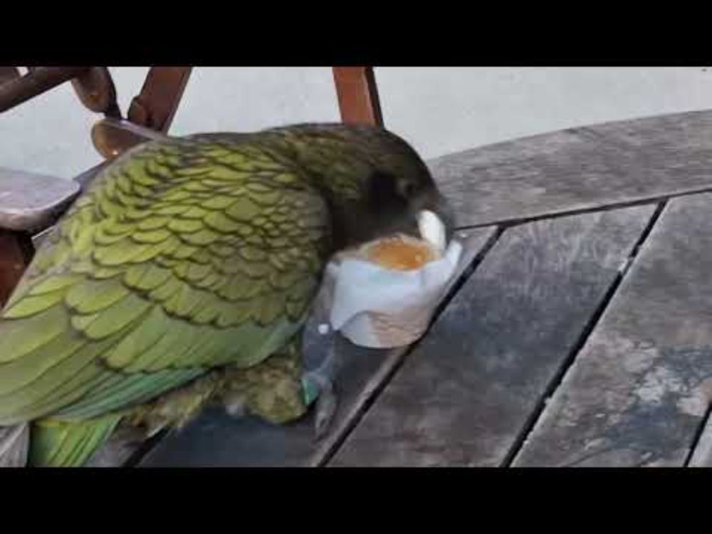 Attack of the Kea
