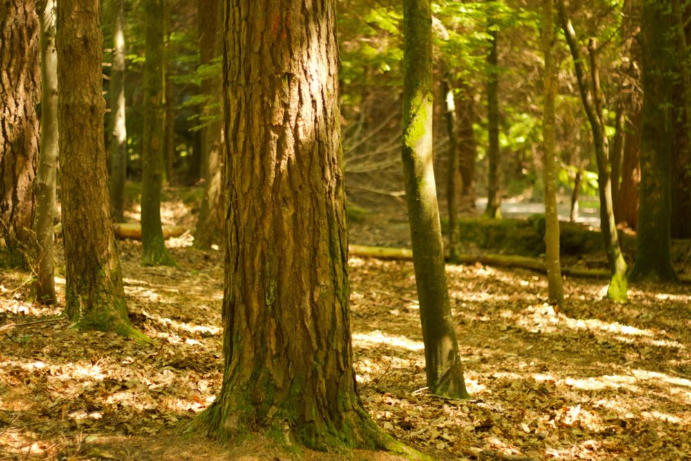 A similar view in a different part of the forest.