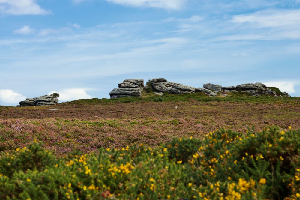 Looking over a hedge of green and yellow pea flowers onto a field of purple gorse and up to a series of rocky tors.