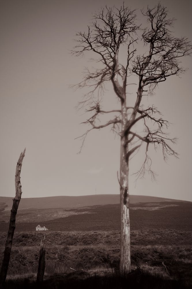Looking out from the edge of a small forest at the remains of the Coronation Plantation near Sally Gap in Co. Wicklow. An abandoned old stone cottage in the distance beyond the layers of hedgerows. Further still are fields of grass and gorse spreading up the mountain. At the very top you can just make out a radio mast, the highest point in Co. Dublin.