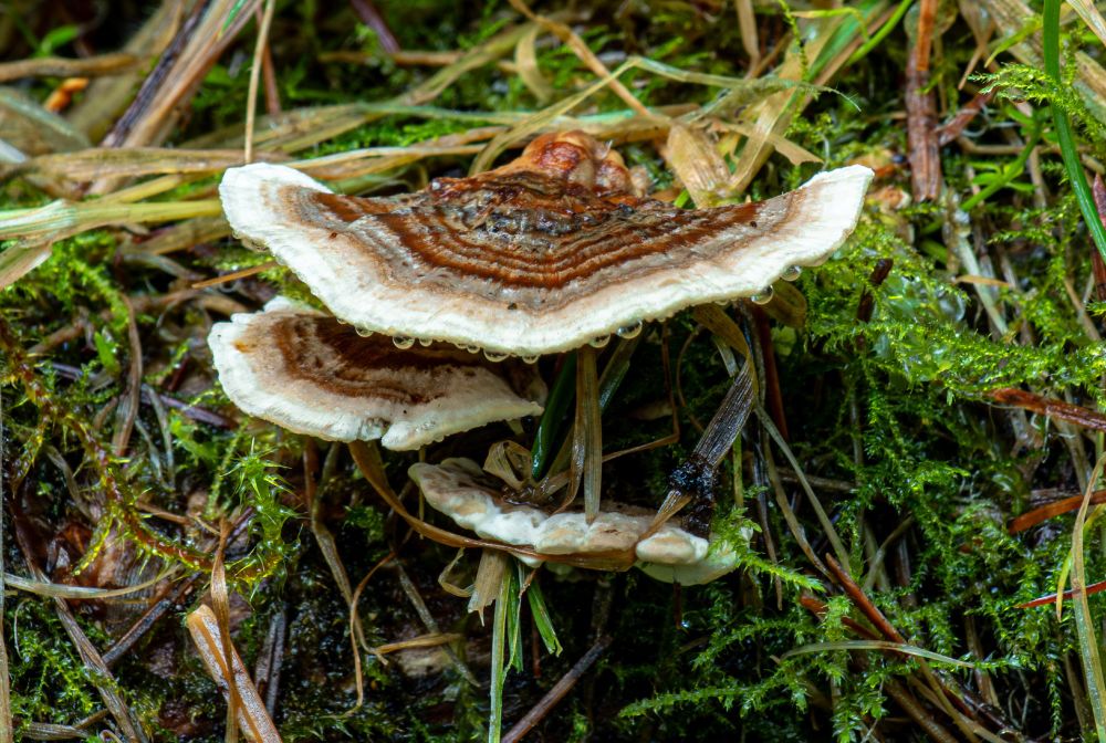 Three small Turkey Tail mushrooms hiding in the moss on the end of a downed tree. Delicate morning dew hanging from the cap.