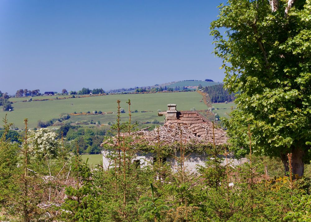 An abandoned cottage looking out onto green fields separated by yellow gorse hedgerows. The fields slope gently upwards with a farther hill visible beyond. In the foreground a mess of shrubbery and young pine trees partially obscure the cottage with a tree to the right.