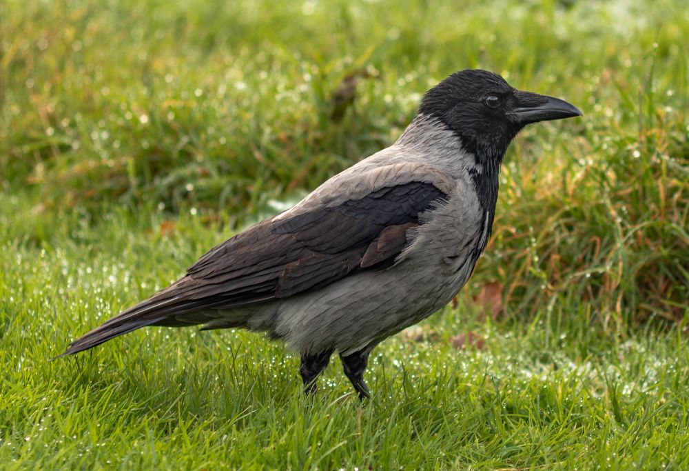 A large hooded crow standing in the grass.