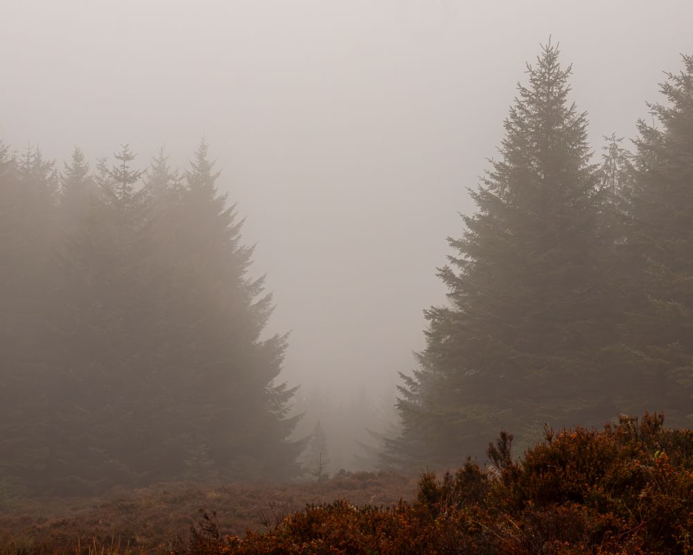 A misty view into the forest. Some heather with a little Autumn colour still left in the foreground. The green of the forest trees washed out, shrouded in mist further back.