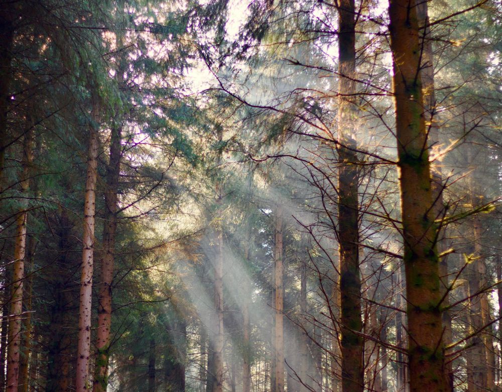 A forest view of closely planted birch and pine trees with shafts of light streaming from a gap in the trees.
