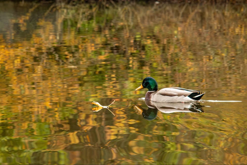 A male mallard duck swimming in a lake coloured orange and gold in the late afternoon sun.