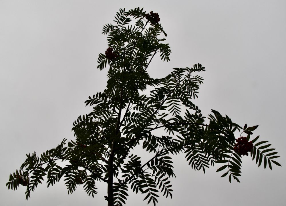 A young mountain ash (I think) in an anthropomorphic "pose". There is very little light on this summer morning which makes the dark green leaves look practically black against the overwhelming greyness of the sky behind.