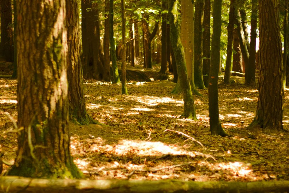 Another view of the same orange tinted forest.