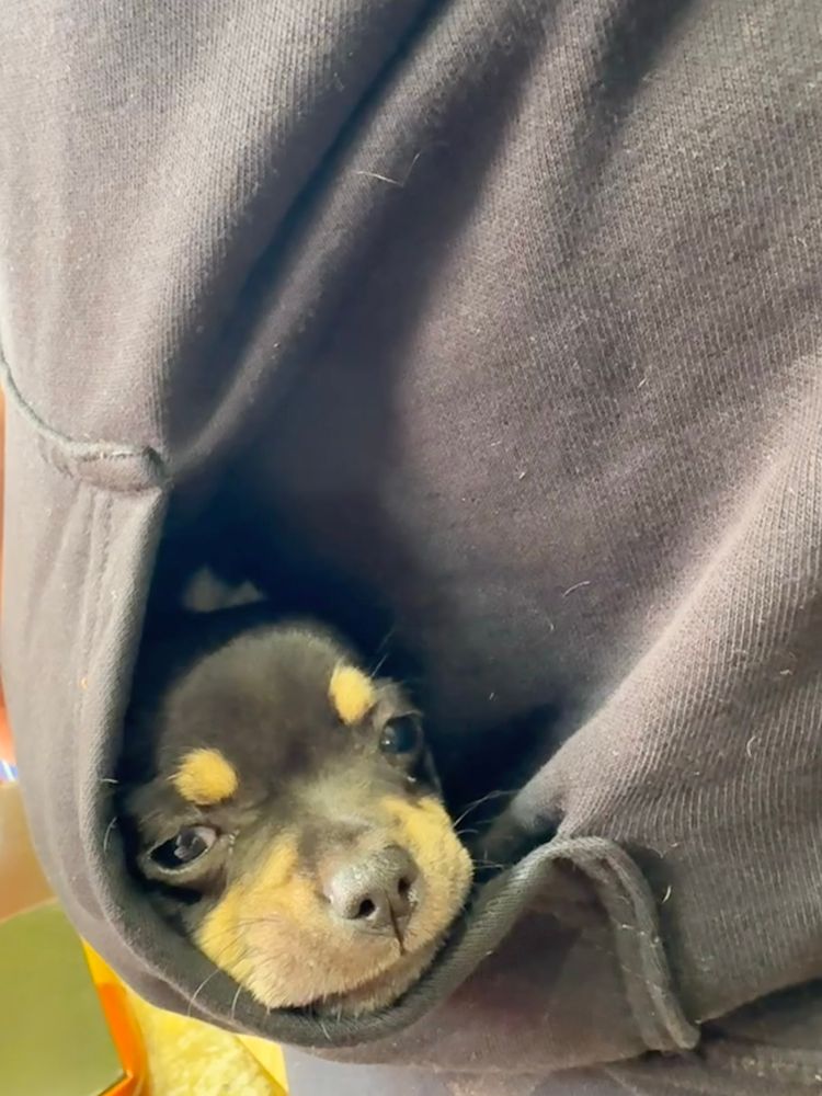 A teeny tiny baby chihuahua is tucked into the torso pocket pouch but of a warm-looking hoodie. Just her head is showing, and she looks as if she is falling asleep.