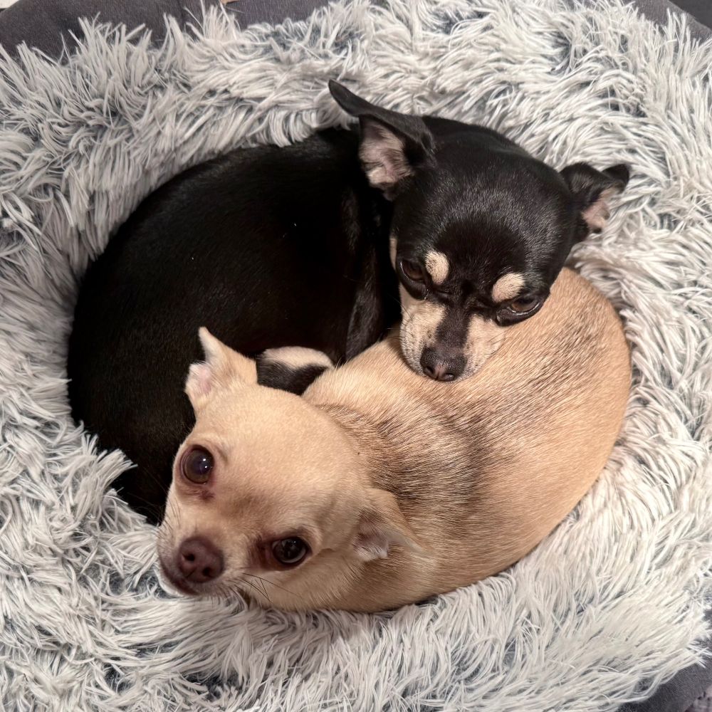 Two tiny shorthair chihuahuas are curled up in a fluffy circular bed. One is black and one is cream, and they are laying top-to-tail, so the overall impression is of a Yin Yang. It is extremely cute.
