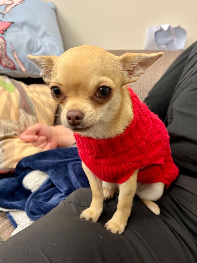 A tiny cream-coloured chihuahua sits on the knee of a person out of frame. She looks like a pathetic little baby, wearing a knitted red sweater, looking sweetly up at the person behind the camera with her ears back.