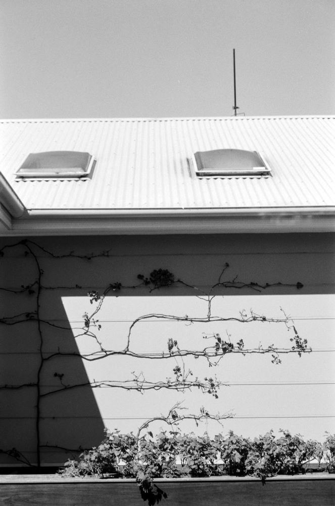 A climbing wall plant reaches across a simple Central Coast home's exterior. 
