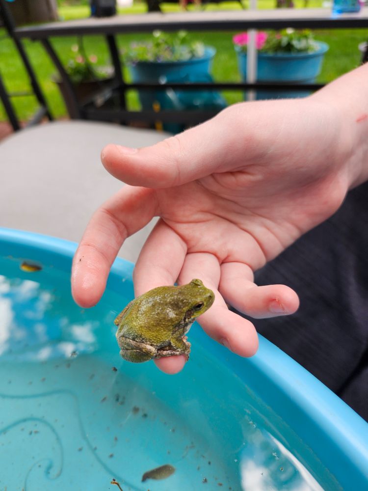 Hand holding a green frog over a blue kiddy water table