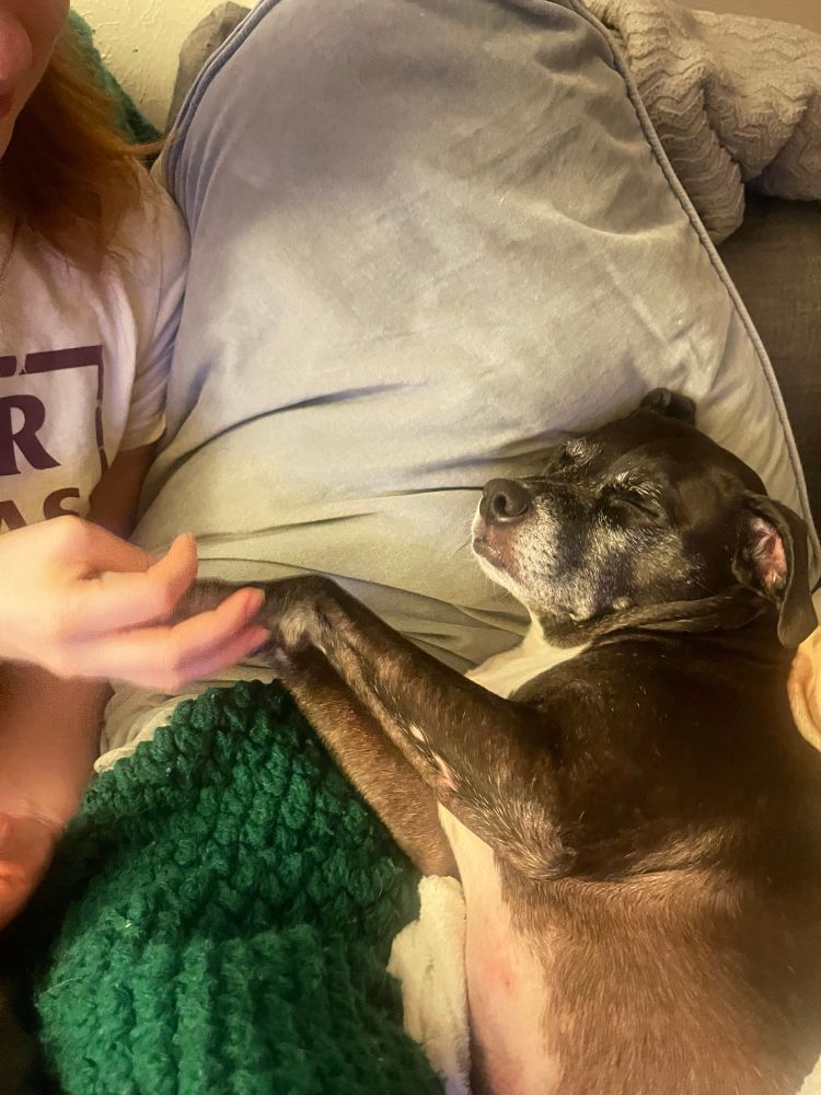A little black and white tuxedo dog is asleep atop a knitted green blanket with her head resting on a light blue velvet pillow. Having fallen asleep mid-stretch, her arms are pushed out in front of her of her, with her little paws resting in someone’s hand. 