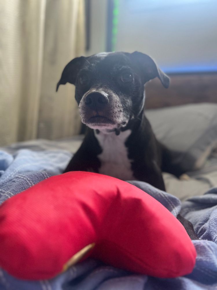 A mostly black and somewhat white dog lays in a bed atop blue sheets and blankets and stares at the person taking the photo, urging them to engage play. In front of her is a large stuffed heart-shaped toy. 