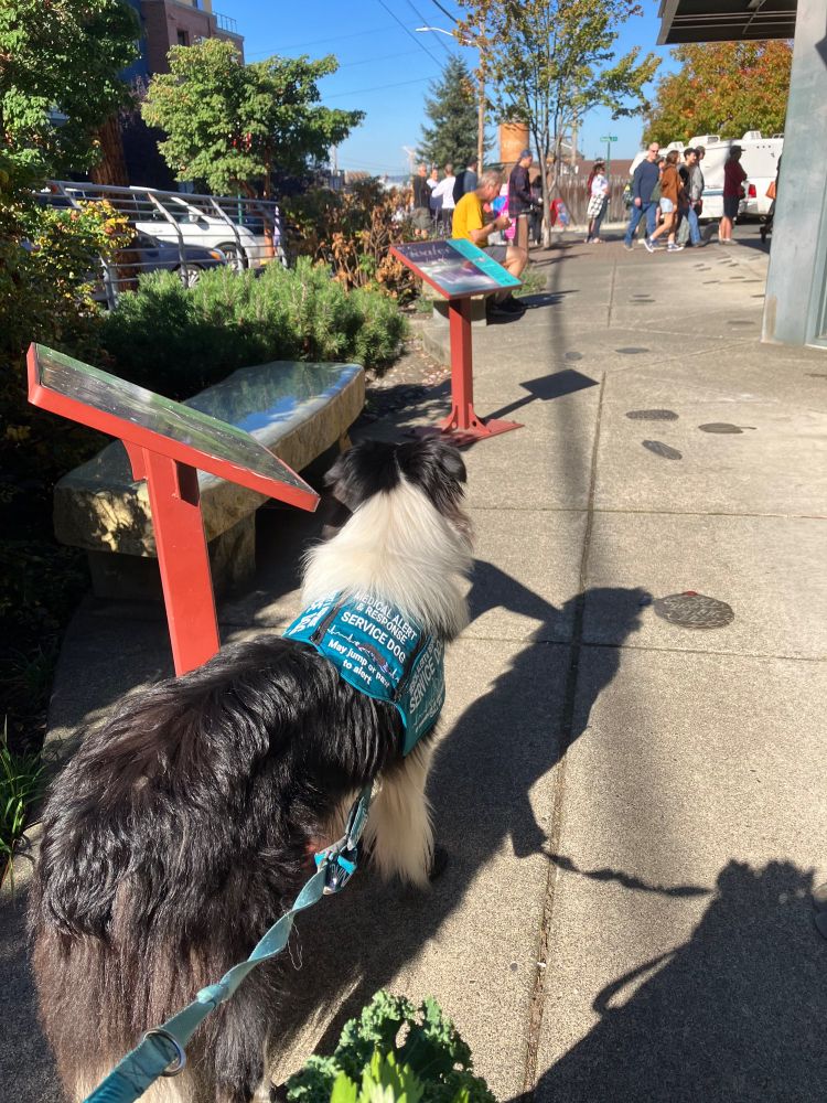 Beacon stands in a quiet area near the farmer’s market watching the edge of the crowds. He is wearing his teal service dog vest and leash wrap.