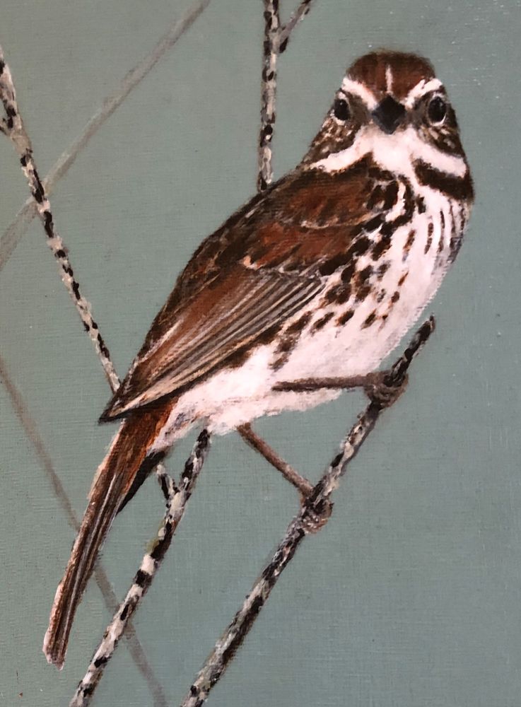 Song Sparrow Bird Painting Peinture d’oiseau