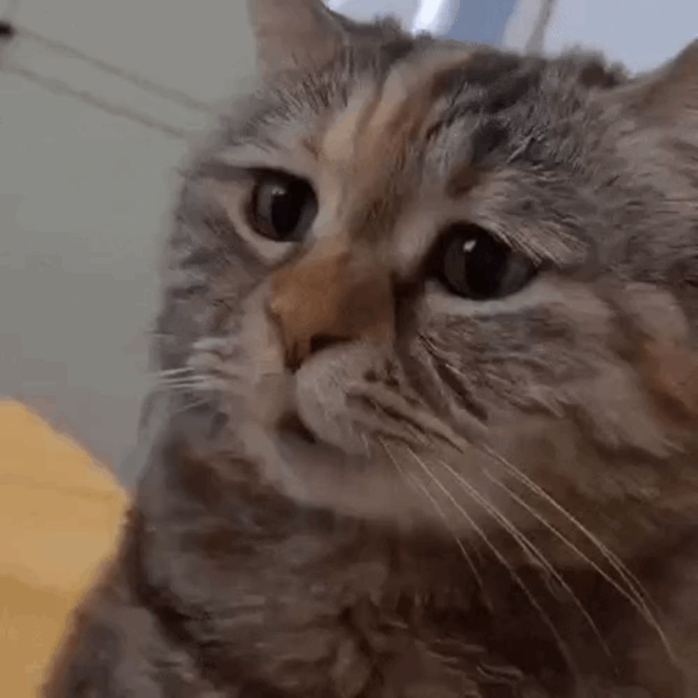 a close up of a cat 's face looking at the camera while sitting on a table .