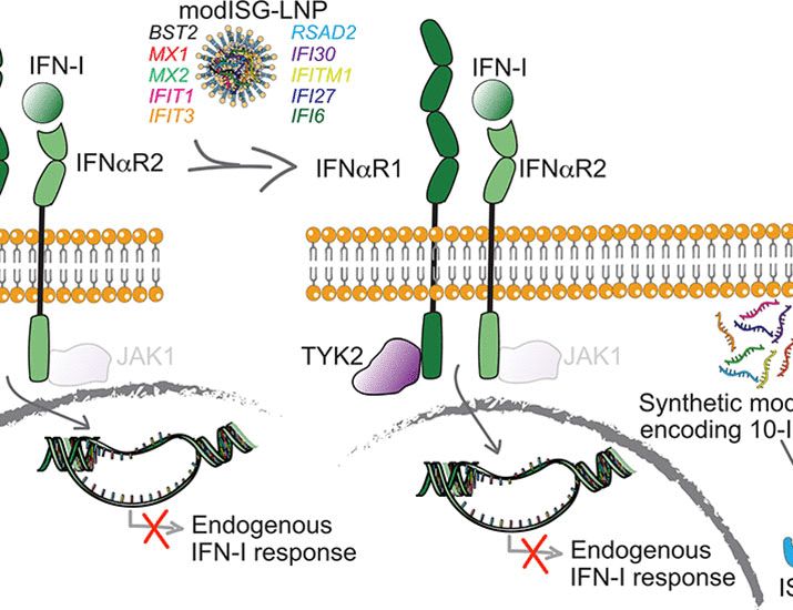 A human inborn error of immunity guided discovery and development of a prophylactic, mRNA-based antiviral.