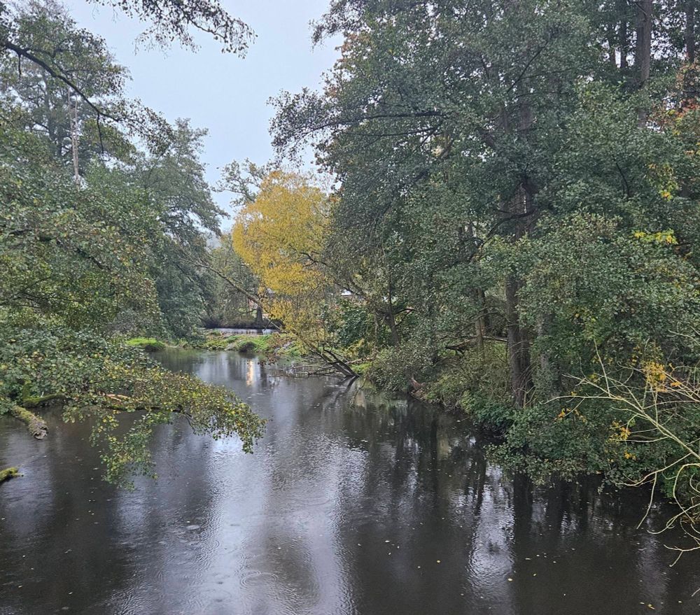 von Bäumen überhangener Bach, Laub teilweise schon gelb
