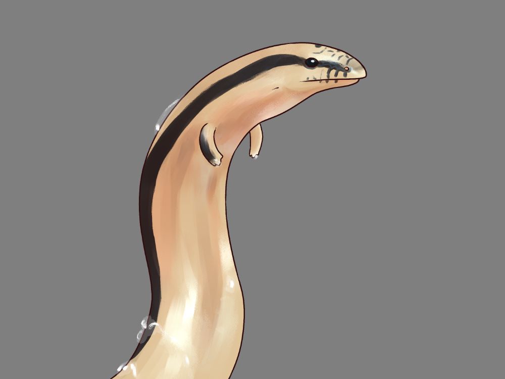 rendered art of a pale brown legless lizard with a black stripe running from its nose throughout the sides of its body (likely Pygomeles trivittatus). the lizard has water droplets running down its body, likely having just taken a bath