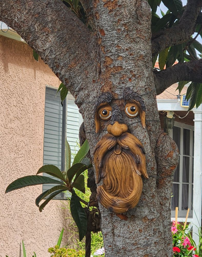 The old man in the Loquat tree.