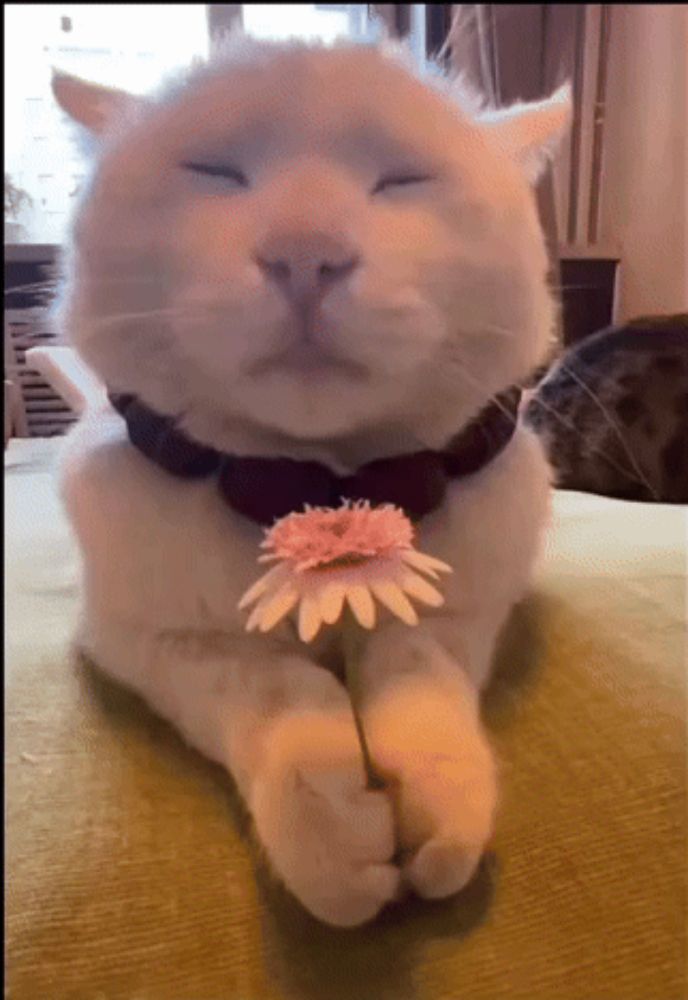 a white cat with its eyes closed is holding a pink flower in its paws