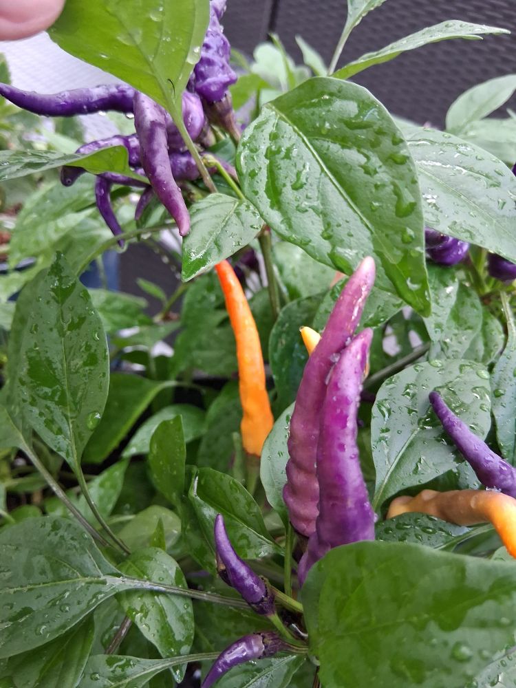 Purple and orange peppers on a pepper plant