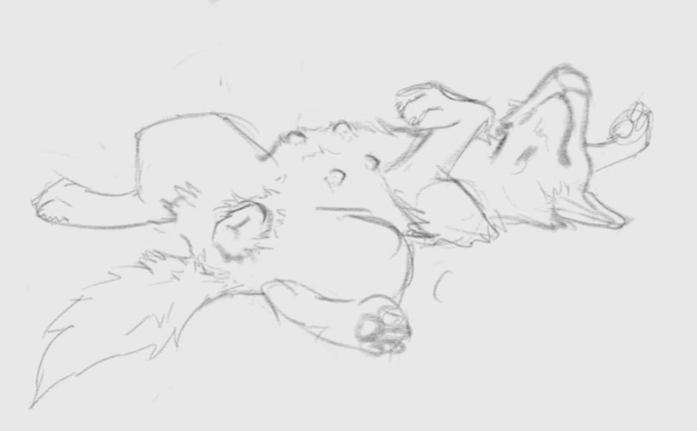 Dog nipples and vagona