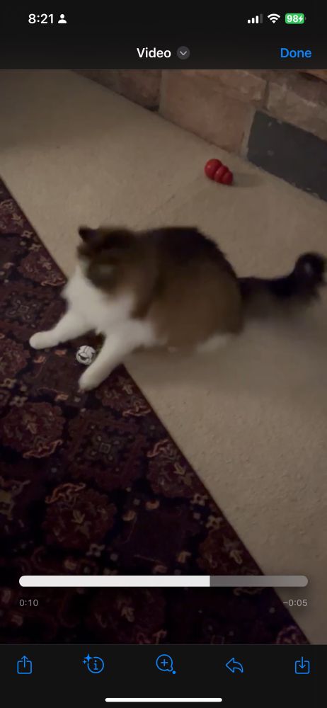 Ivy(cat) is now in a playful position, preparing to attack the wheatley keychain between her paws