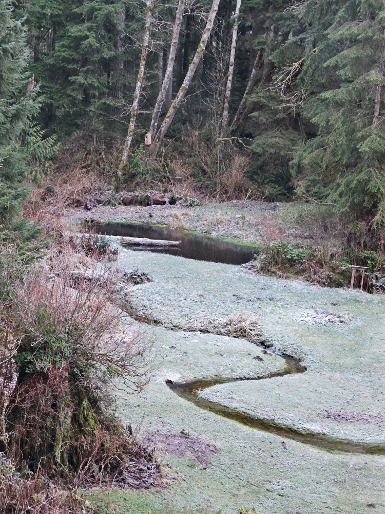 A tiny creek winding through a frosty field of short grass. Thick trees grow all around. 