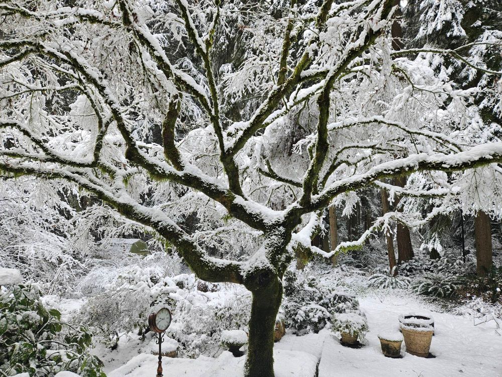 A maple weighed down with heavy snow