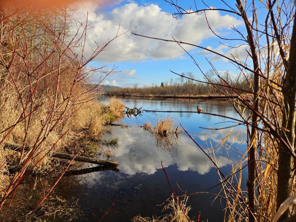 A lake in winter, bounded by brown grass and brush, reflecting clouds and blue sky.