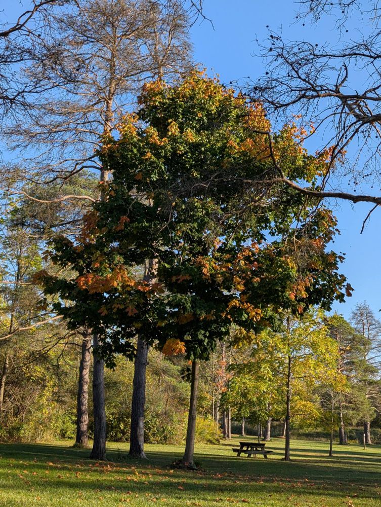 A maple tree with green leaves and patches of orange leaves against a backdrop of a variety of trees in various colors of green, yellow and orange. The grass is green in a flat area and a wood picnic table is seen in the distance. The sky is bright blue. 
