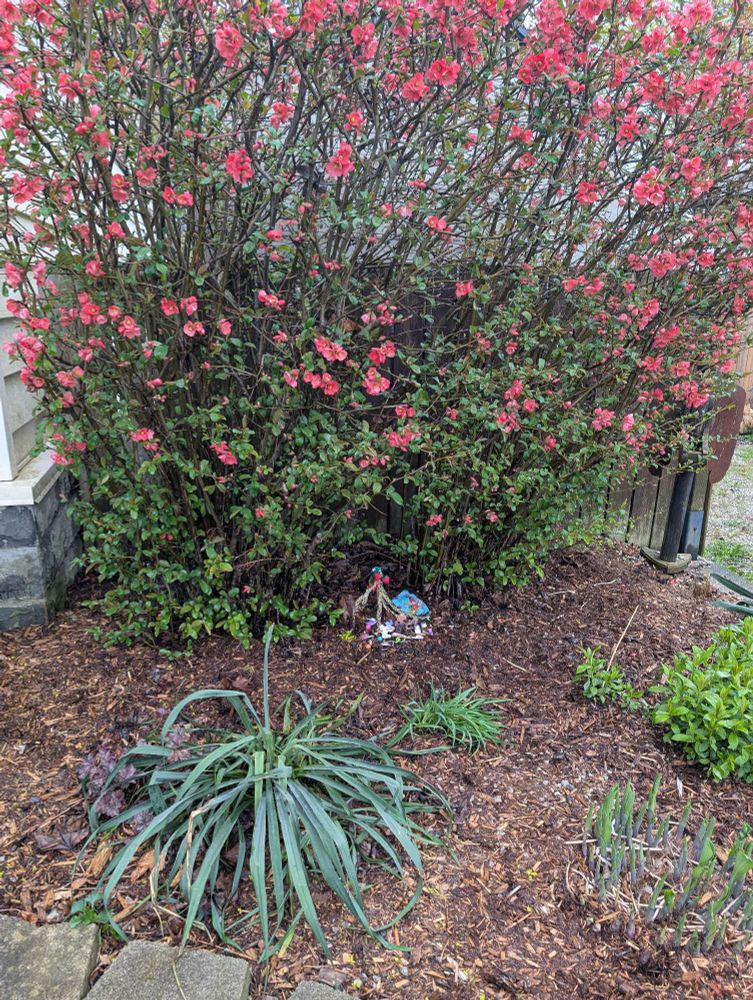 A distant view of the treasures under the flowering tree/bush in the garden, left for the Fae for May Day and Beltane.  