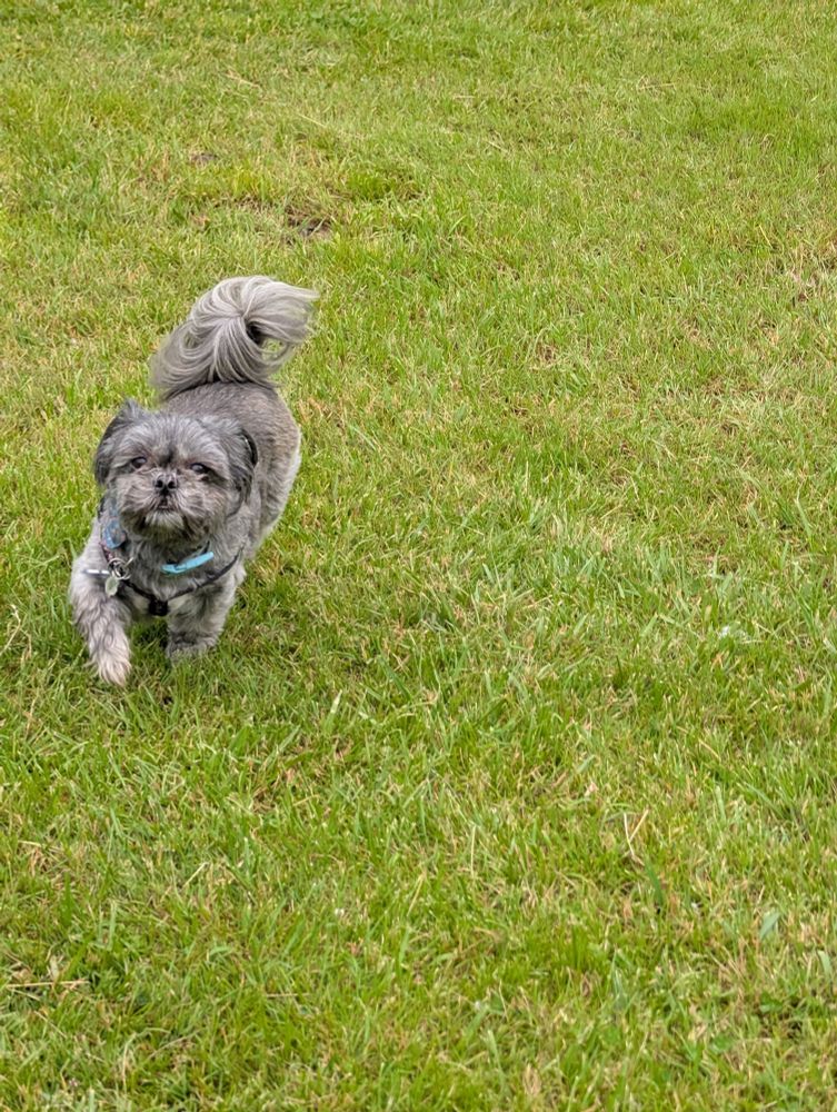 Sadie the shitzu in the dog park.